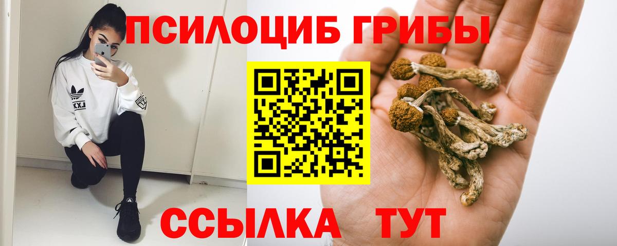 Псилоцибиновые грибы Psilocybine cubensis Барабинск